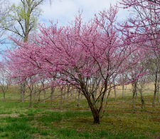 Redbud